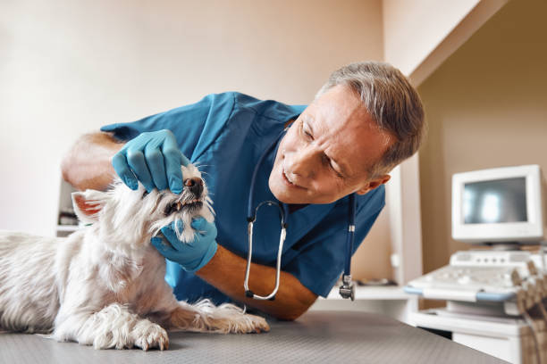 Best Emergency Tooth Extraction in Shiloh, PA